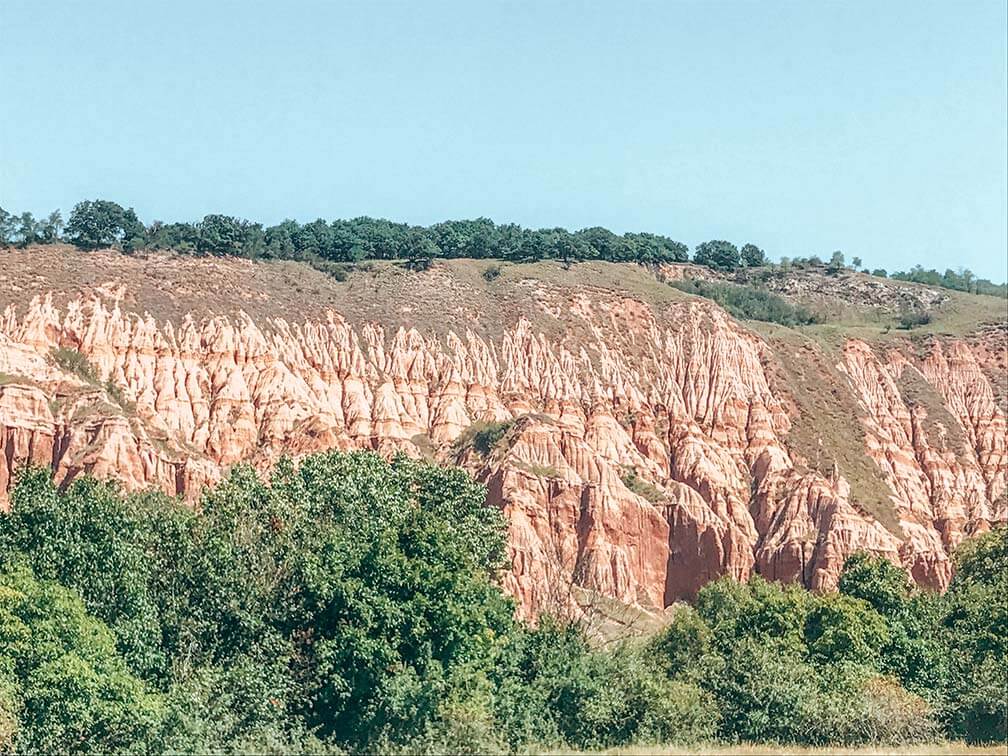 Rapa rosie sebes Rumania